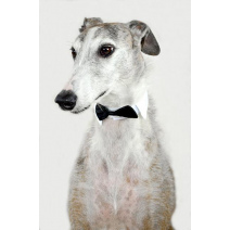 Afghanischer Windhund