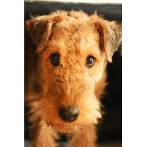 Airedale Terrier