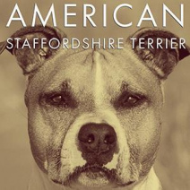 American Staffordshire Terrier