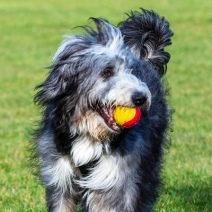 Bearded Collie