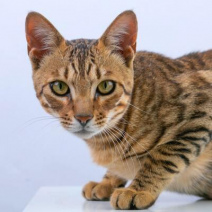 Bengalkatze
