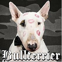 Bullterrier