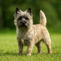 Cairn Terrier