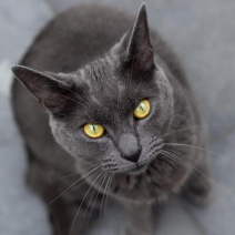 Chartreux