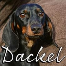Dackel