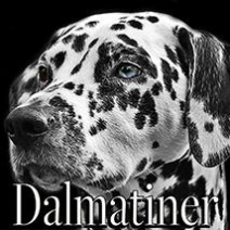 Dalmatiner