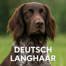 Deutsch Langhaar
