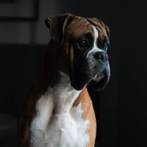 Deutscher Boxer