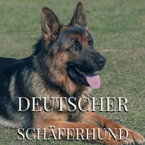 Deutscher Schferhund