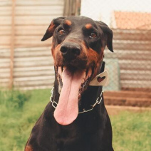 Dobermann