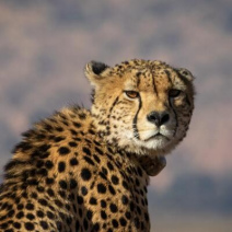 Gepard