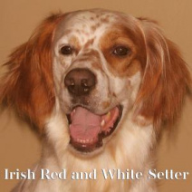 Irish Red and White Setter