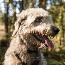 Irish Wolfhound