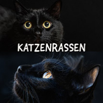 Katzen