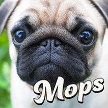 Mops