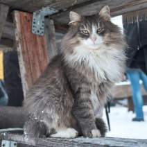 Norwegische Waldkatze