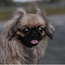 Pekinese
