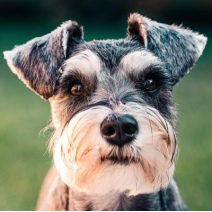 Schnauzer