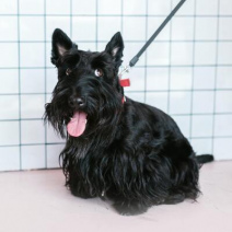 Scottish Terrier