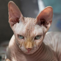 Sphynx Katze