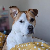 Staffordshire Bullterrier