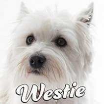 West Highland White Terrier