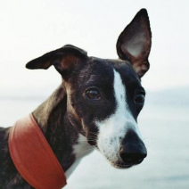 Whippet