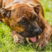 Ursachen fr Gras- und Kotfressen bei Hunden