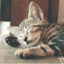 Warum schnurrt meine Katze?