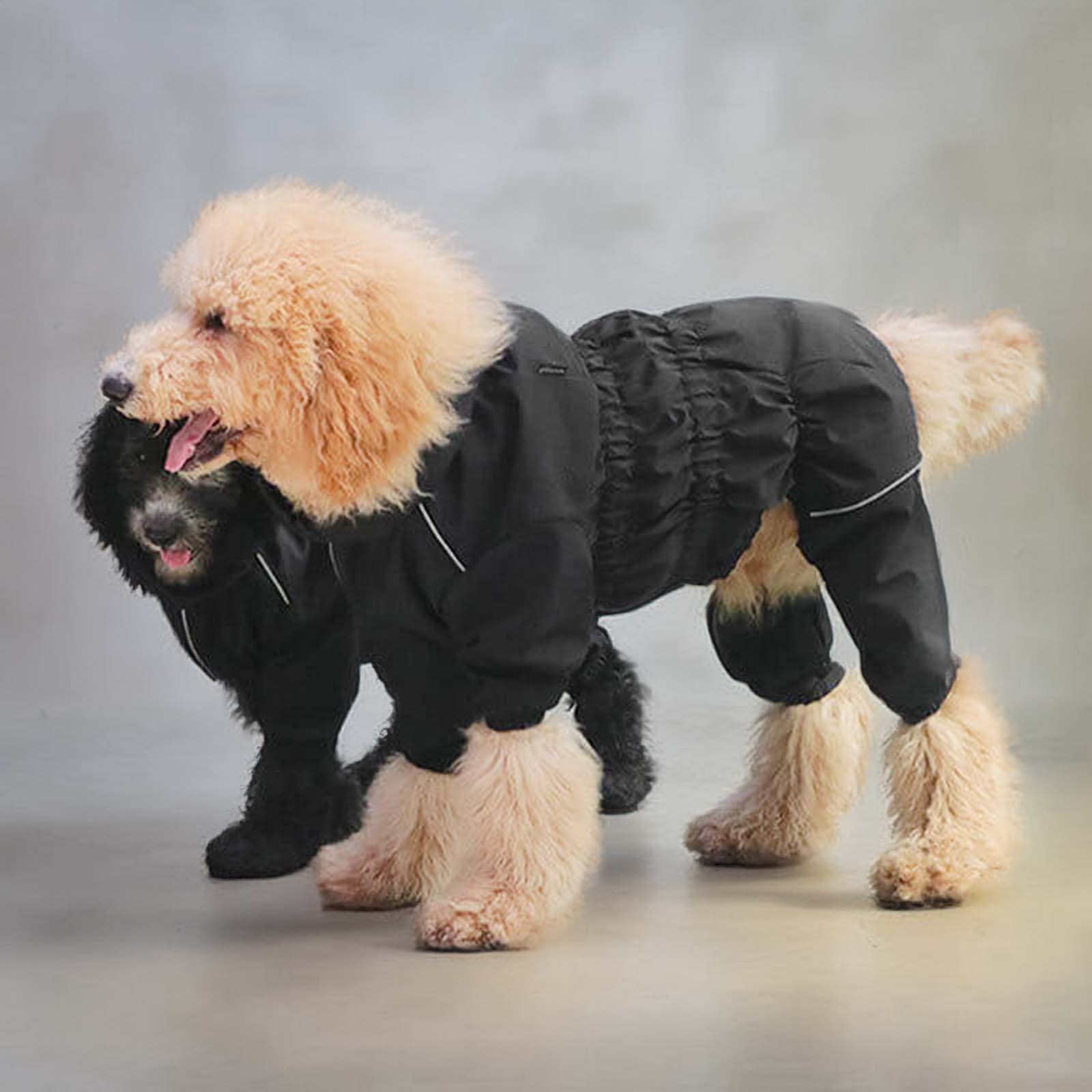 Die besten Regenm�ntel f�r deinen Hund | Halte ihn bei jedem Wetter trocken und stylisch!