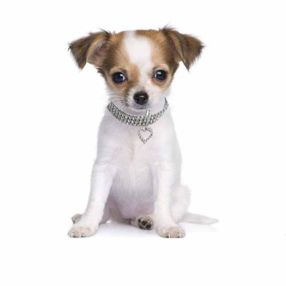 Hundehalsband Katzenhalsband mit Strasssteinchen und Herz Anhnger