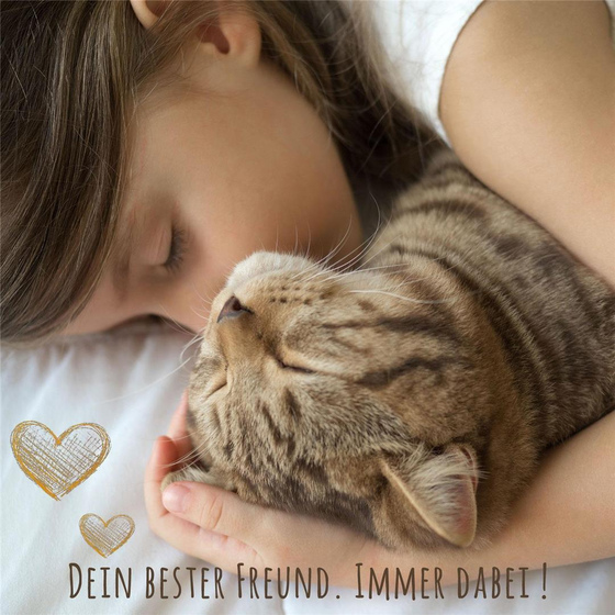 Katzenhalsband reflektierend mit Glocke orange