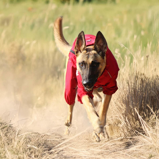 Regenmantel Hund in rot - XL