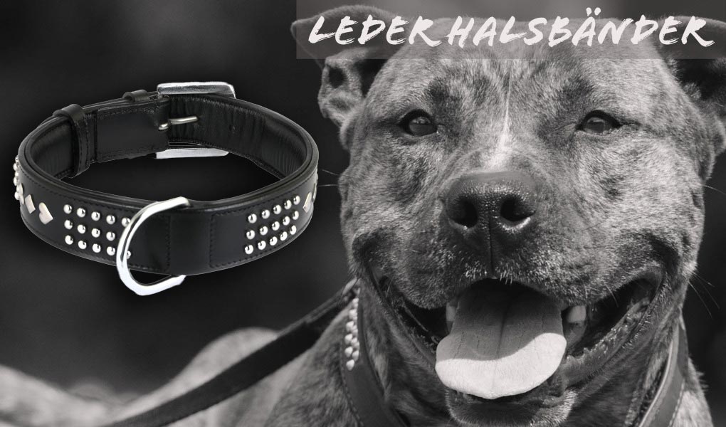 American Staffordshire Terrier amstaff leder hundehalsband halsband fuer grosse hunde monkimau