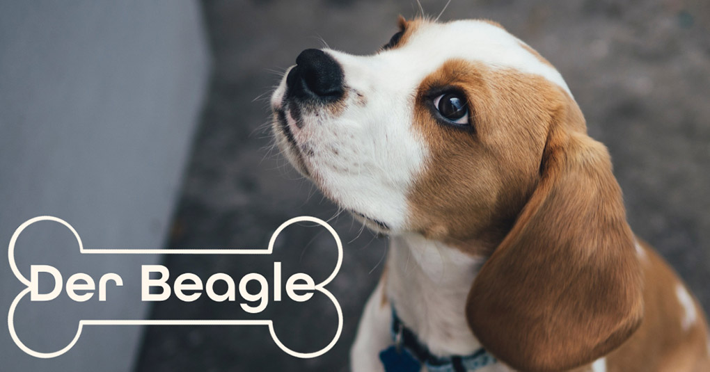 beagle hund bild monkimau