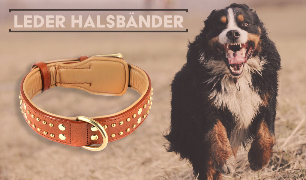 berner sennenhund halsband hundehalsband leder monkimau