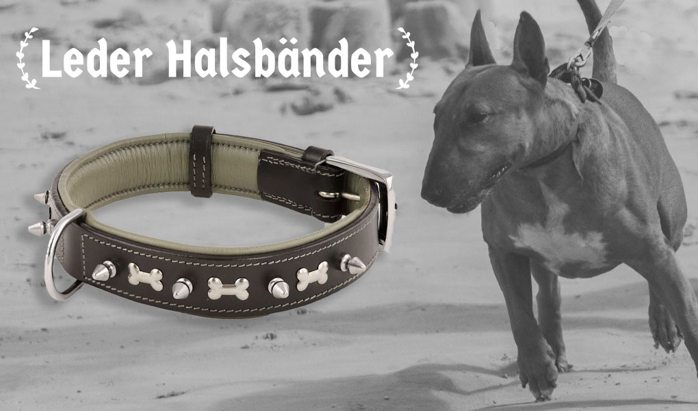 bullterrier bulli hund halsband hundehalsband leder nieten monkimau