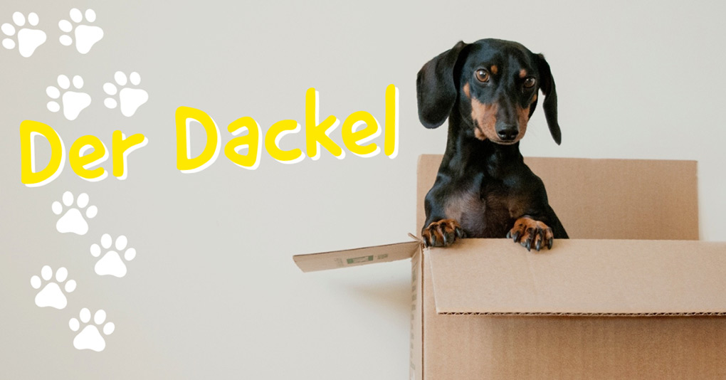 Dackel Treppe