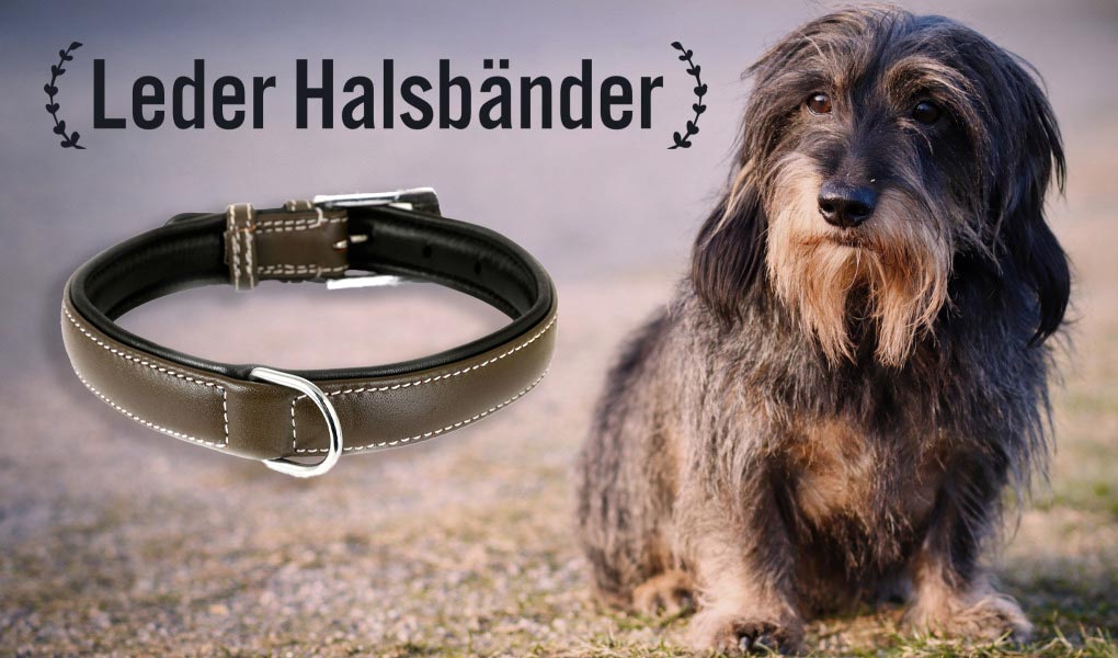 dackel dachshund halsband leder hundehalsband hund monkimau