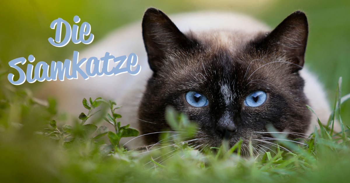 Siamkatze mit strahlend blauen Augen auf einer Wiese