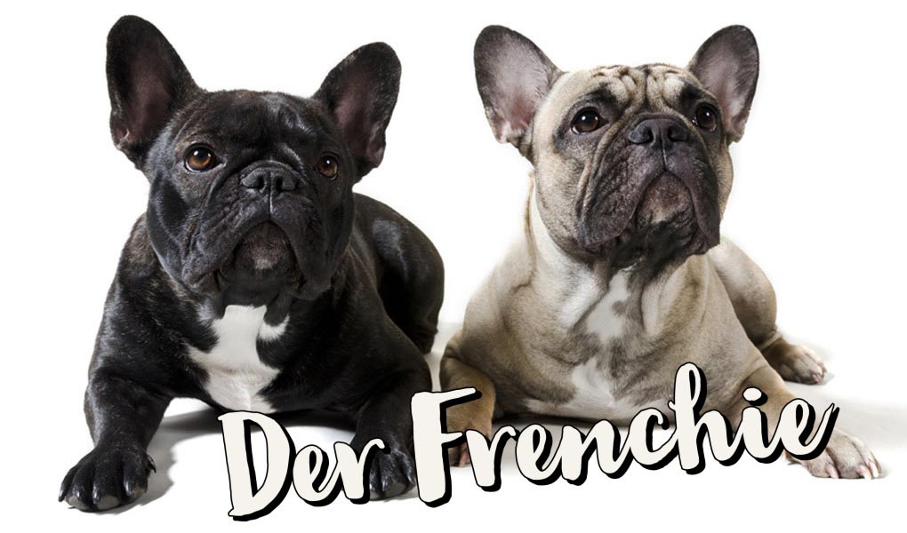 Franzoesische Bulldogge Bully Frenchie Hund