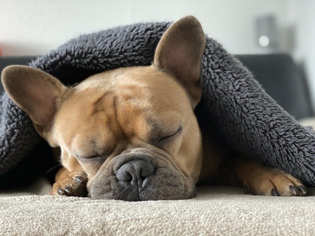 frenchie schlaeft unter einer decke sehr suess