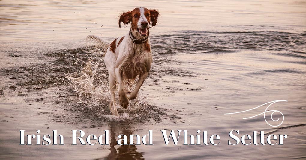 irish red and white setter bild monkimau