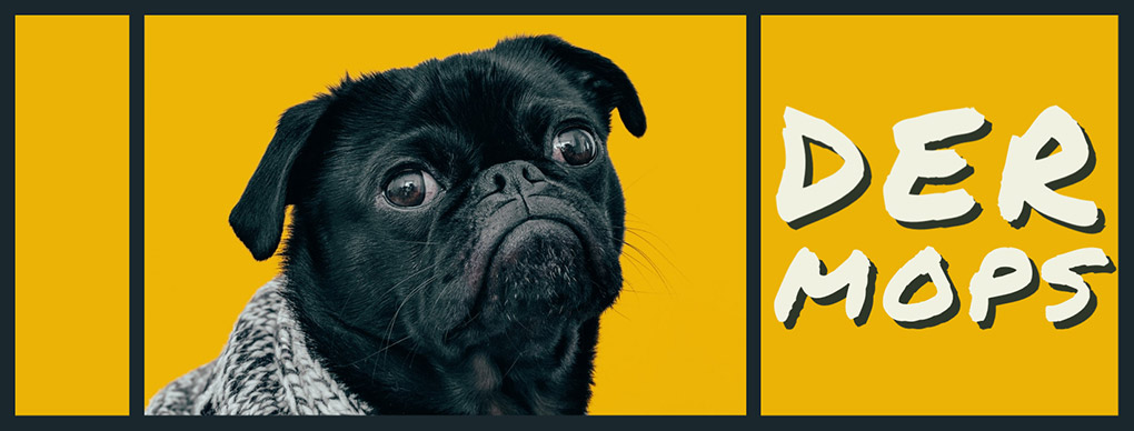Mops pug Monkimau