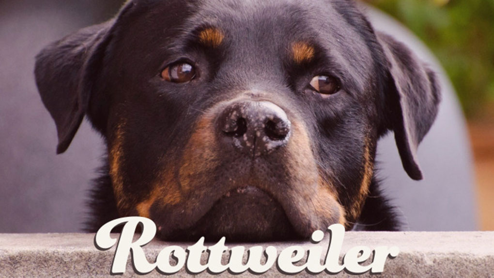 Rottweiler Bild Monkimau