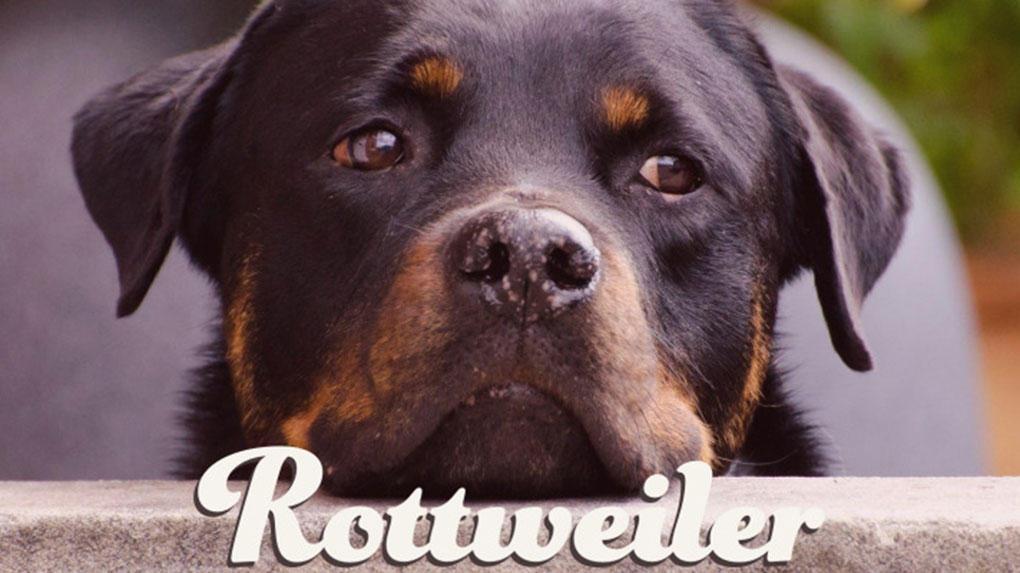 rottweiler bild monkimau