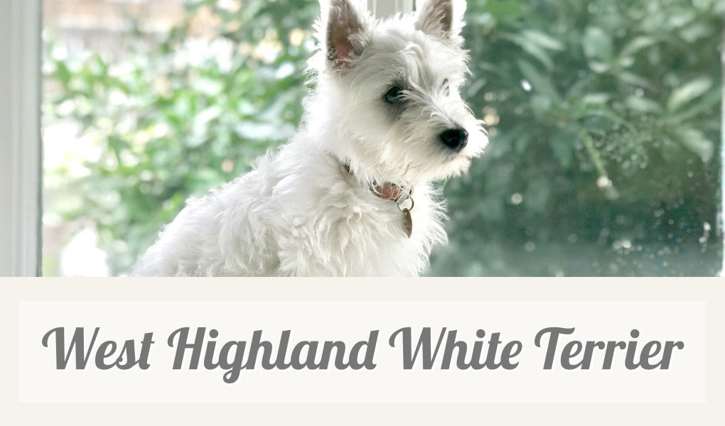 West Highland White Terrier westie